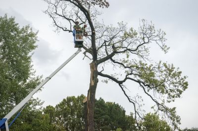 Expert Tree Removal