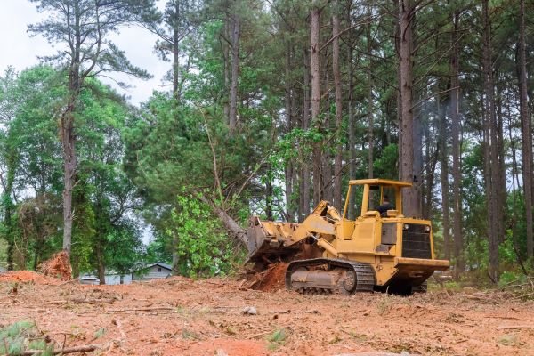 Trees Clearing in Cranston