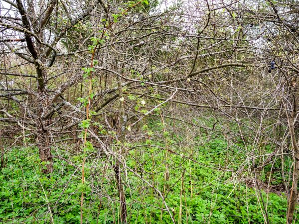 Underbrush Clearing in Cranston