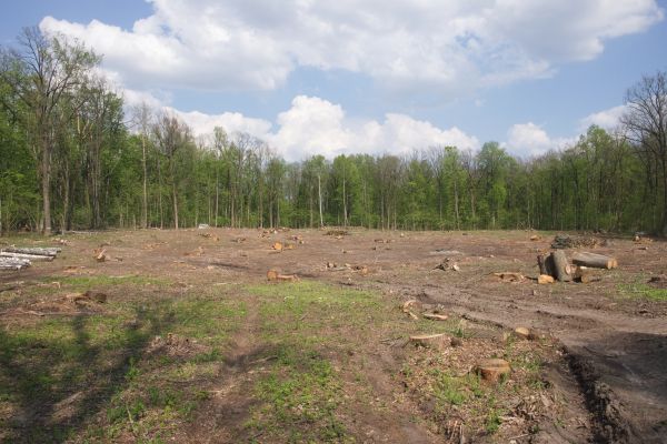 Cost of Pasture Clearing in Cranston