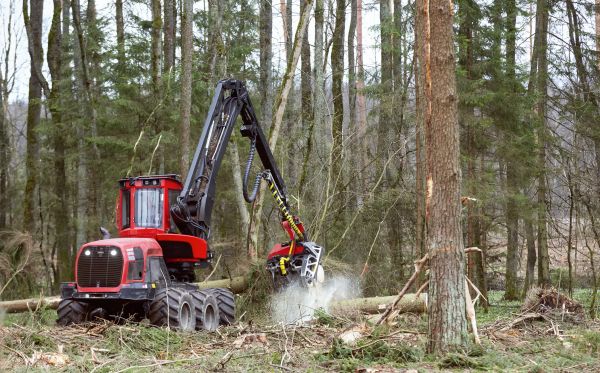 Forest Clearance Service in Cranston