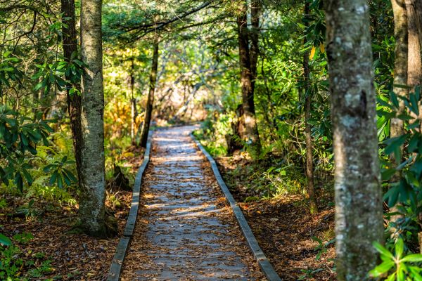 Trail Clearing in Cranston